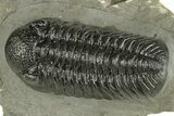 Top Quality Morocops Trilobite - Ofaten, Morocco #255596-3